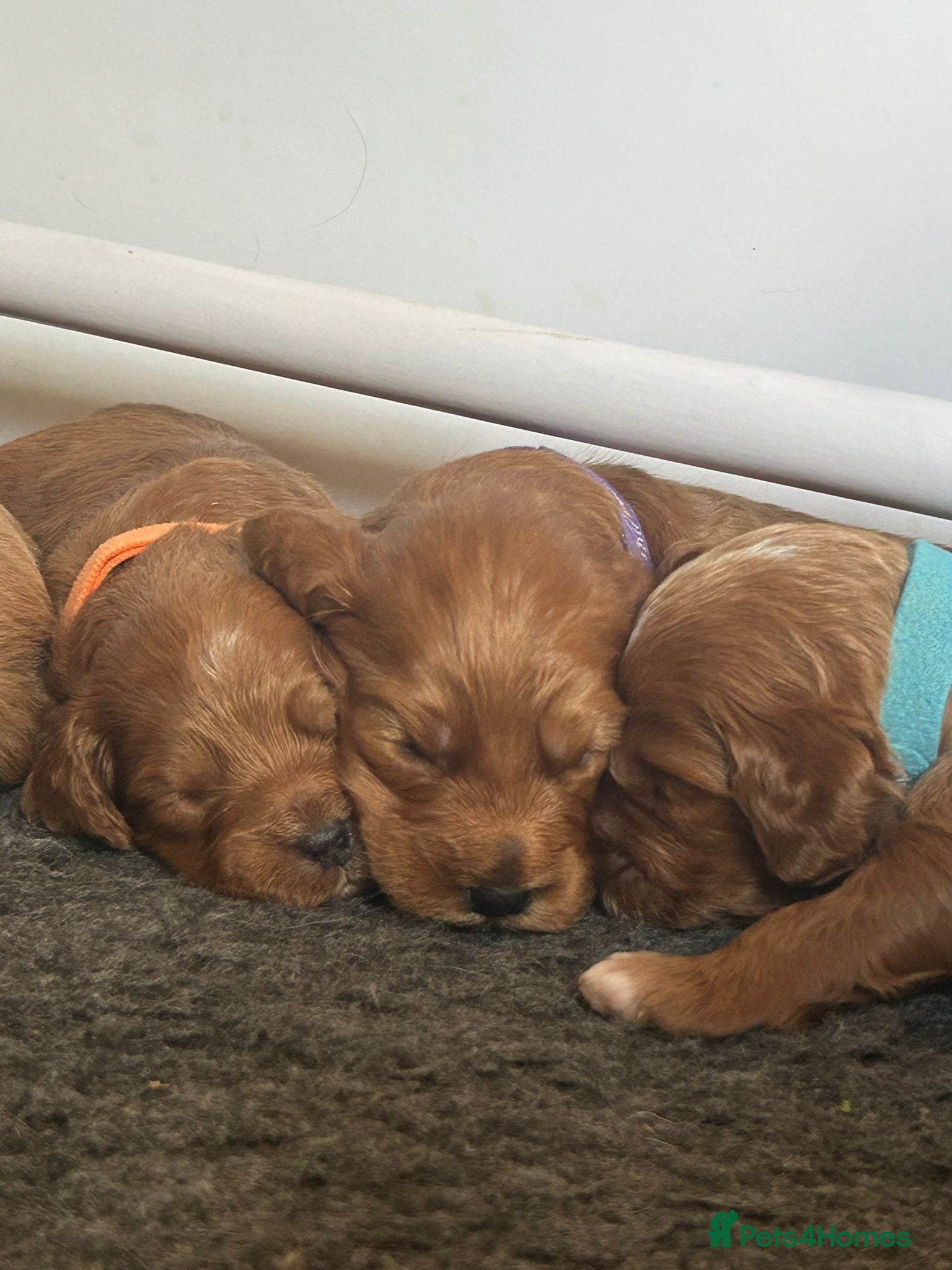 Cockapoo dogs Genuine cockerpoos resdy to reserve - Advert 6