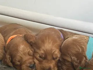 Cockapoo dogs Genuine cockerpoos resdy to reserve - Advert 6