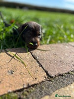 Dachshund dogs - Advert 9