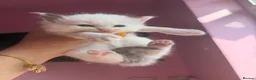 Ragdoll cats for sale: Exceptional Ragdolls  - Advert 12