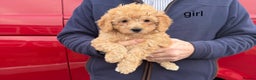Cavapoo dogs for sale: beautiful cavapoo puppies for sale  - Advert 4