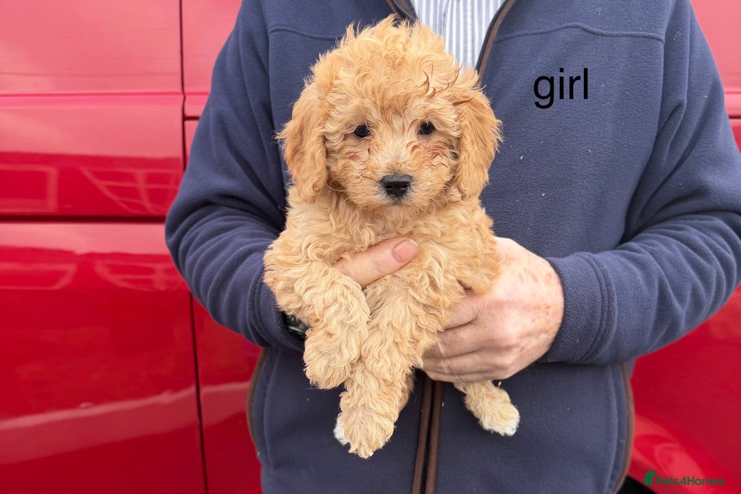 Cavapoo dogs for sale: beautiful cavapoo puppies for sale  - Advert 4