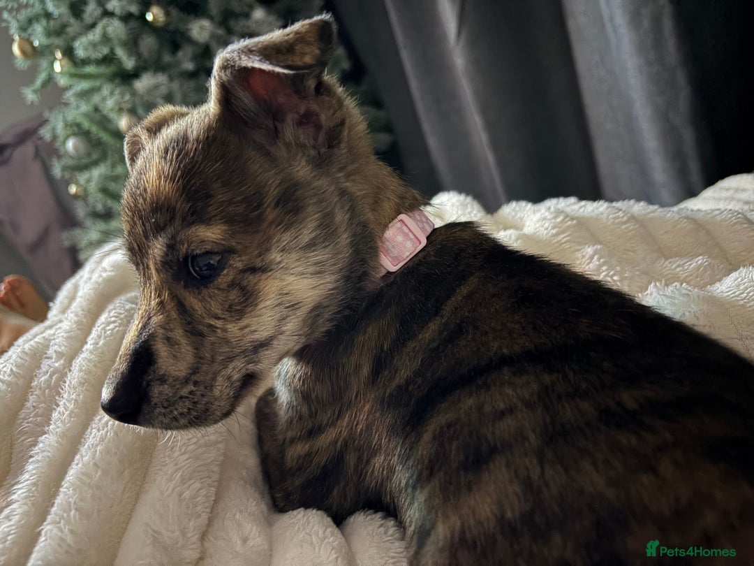 Mixed Breed dogs for sale: 4 months old puppy - Advert 6