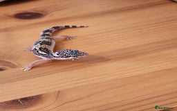 Leopard Gecko reptiles for sale: Baby Leopard Gecko - Mack Snow Morph - Image 2