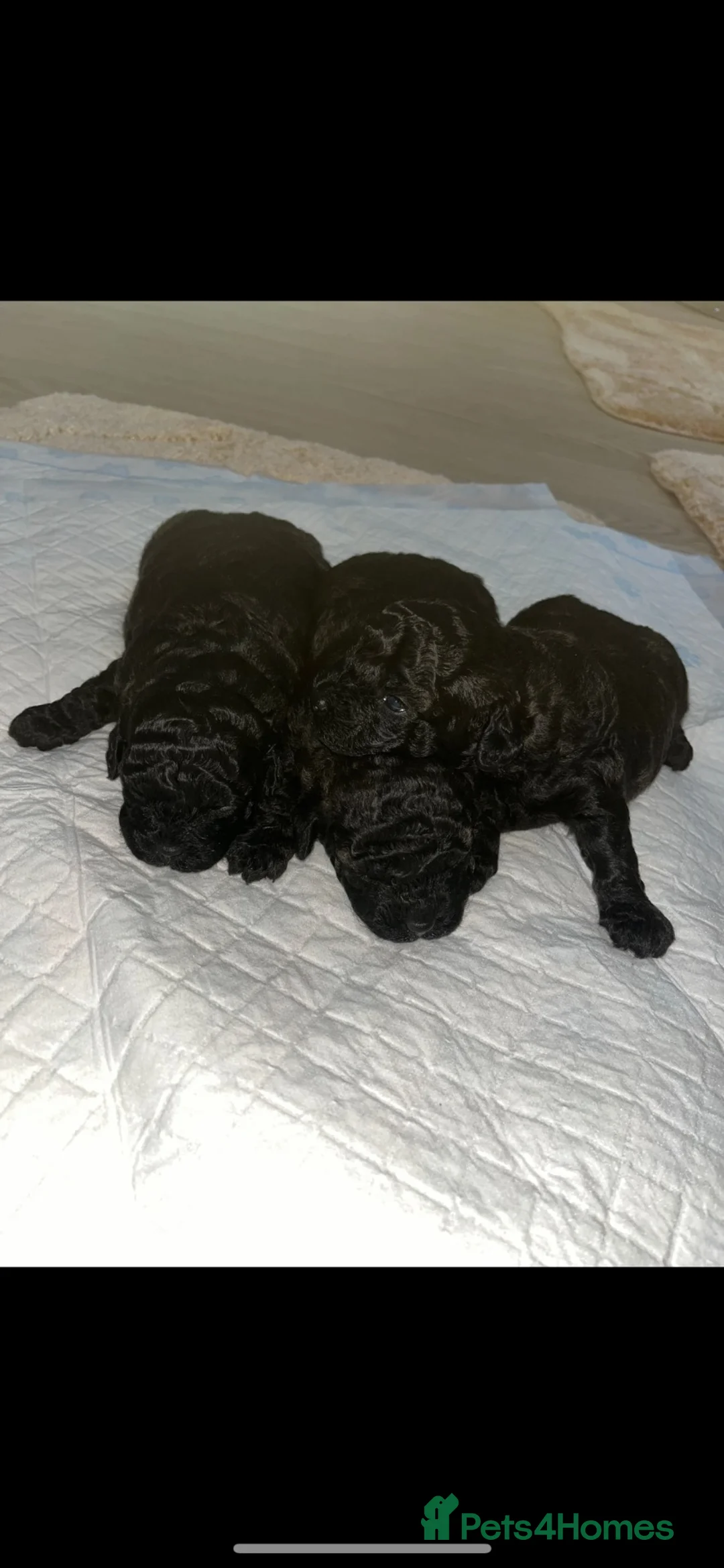 Toy Poodle dogs for sale: Toy poodle - Advert 2