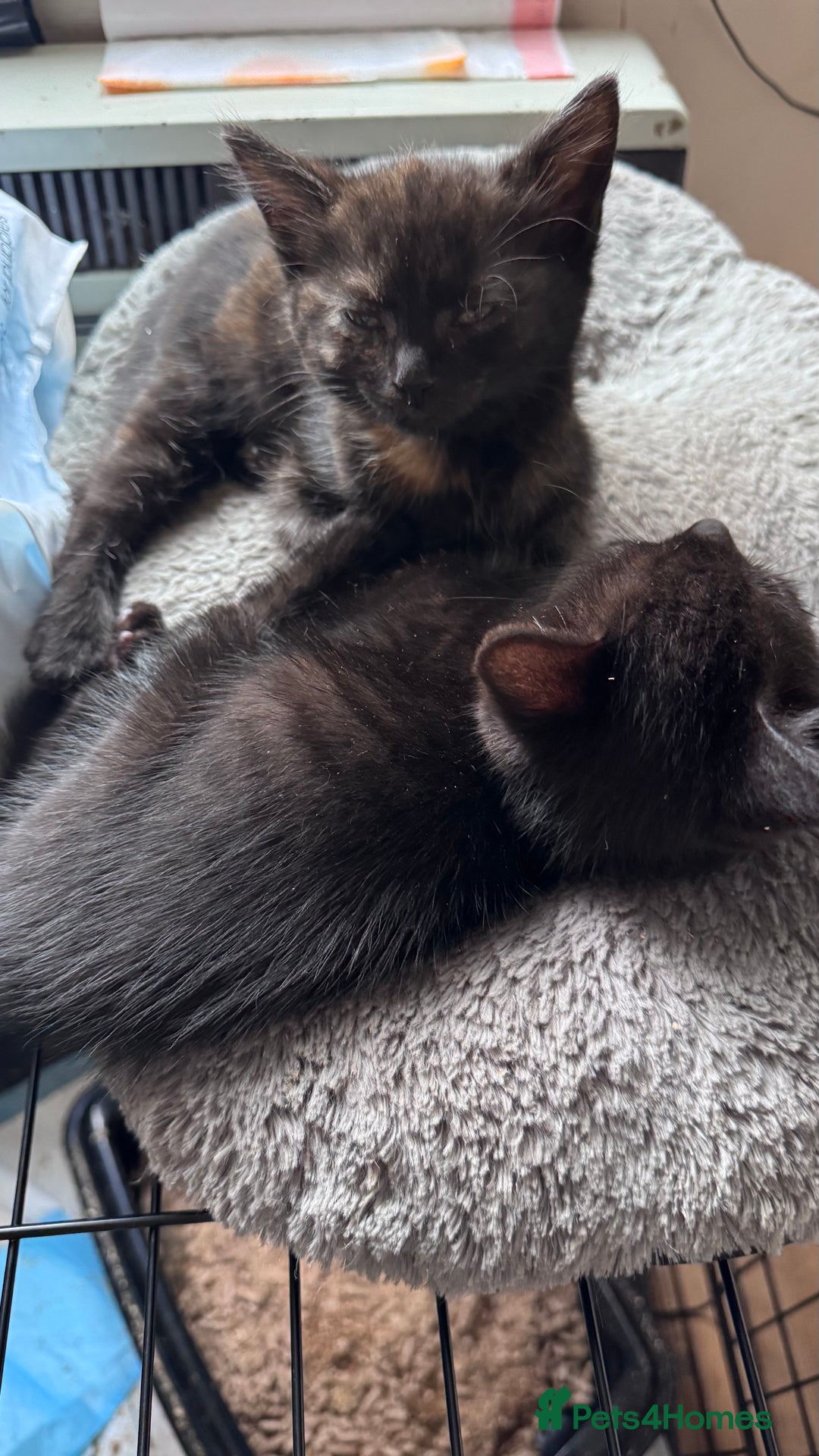Mixed Breed cats for sale: Adorable Kittens Ready for Their Forever Homes🐾 - Image 14