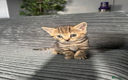 American Bobtail cats for sale: American bobtail / tortoise shell - Image 3