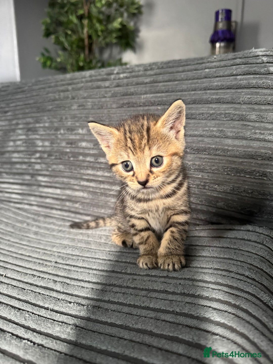 American Bobtail cats for sale: American bobtail / tortoise shell - Image 3