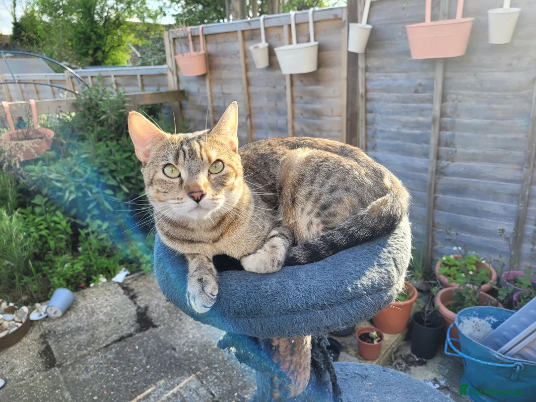 Mixed Breed cats for sale: Five beautiful kittens ready for their new home! - Advert 1