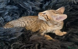 Savannah cats for sale: Stunning  Savannahs - Image 10