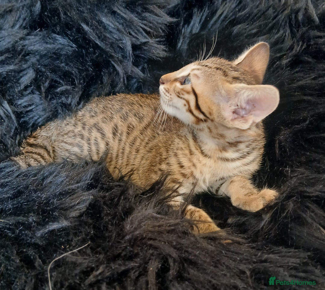 Savannah cats for sale: Stunning  Savannahs - Image 10