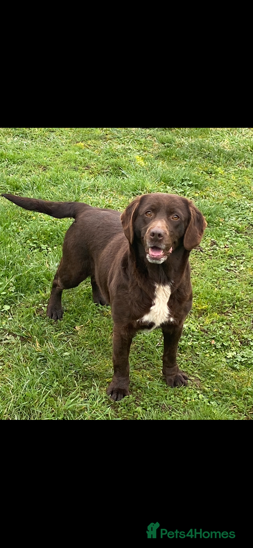 Springador dogs Gorgeous Female Springador For Sale - Advert 1