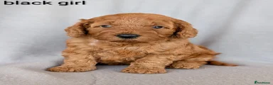 Cockapoo 2