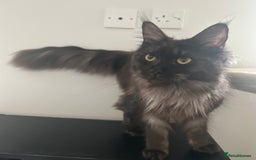 Maine Coon cats for sale: TICA Registered Black Smoke Maine Coon Female - Image 4