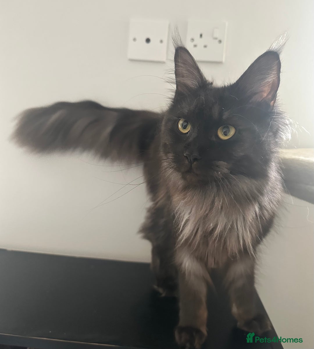 Maine Coon cats for sale: TICA Registered Black Smoke Maine Coon Female - Image 4