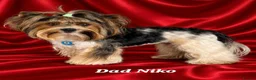 Yorkshire Terrier dogs for sale: 1 Girl Star 1 Boy Oakley  - Advert 13