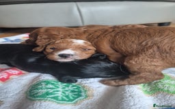 Sproodle dogs for sale: Stunning red and black sproodles rare red colour  - Image 8