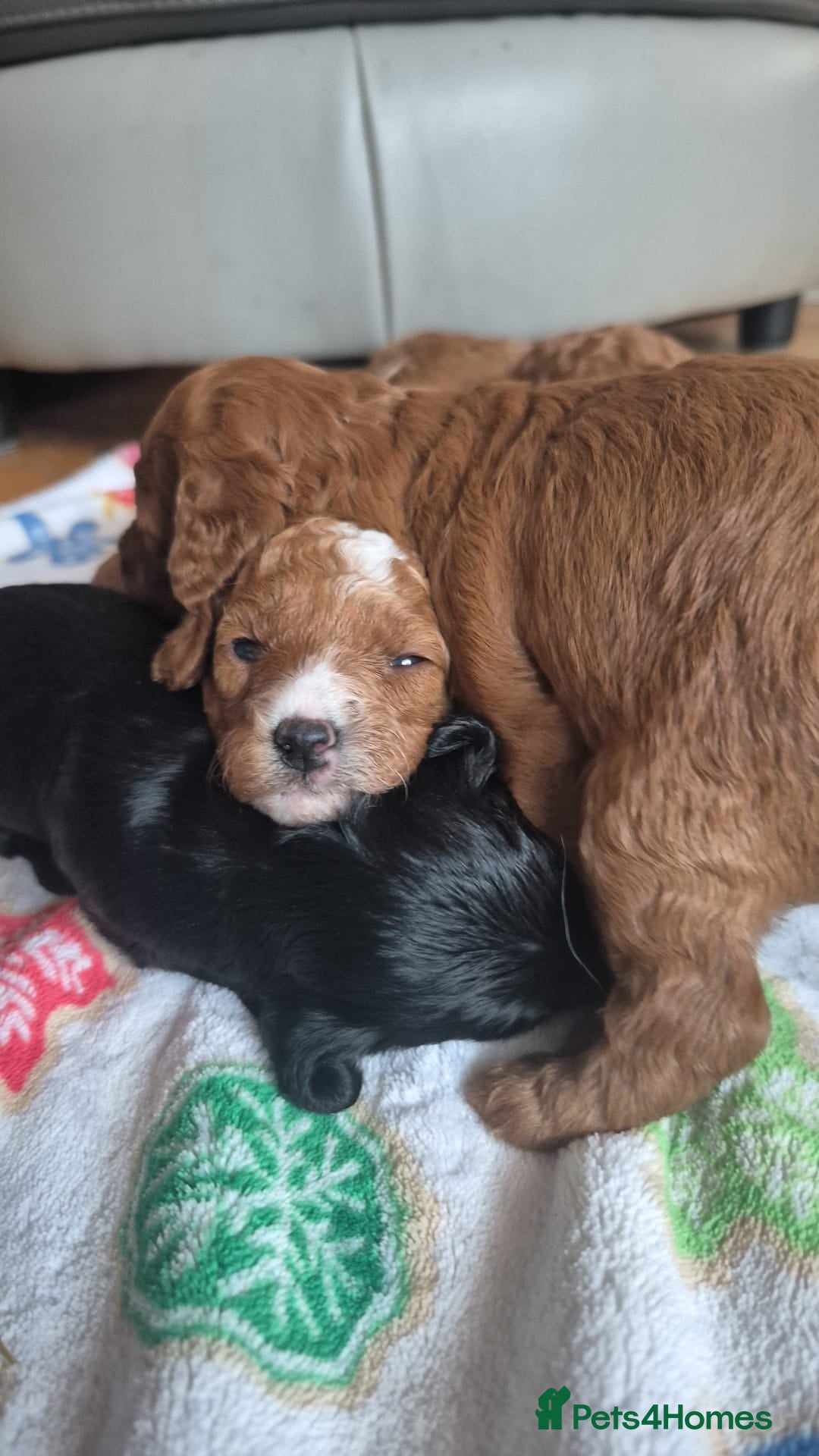 Sproodle dogs for sale: Stunning red and black sproodles rare red colour  - Image 8