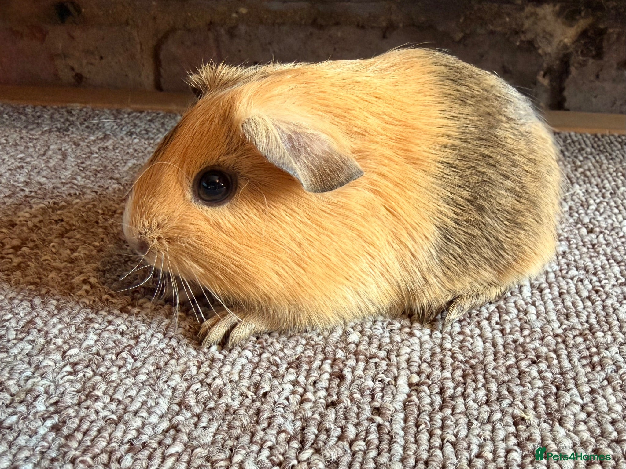 Guinea Pig rodents Beautiful Buff and Agouti Selfs  - Advert 14