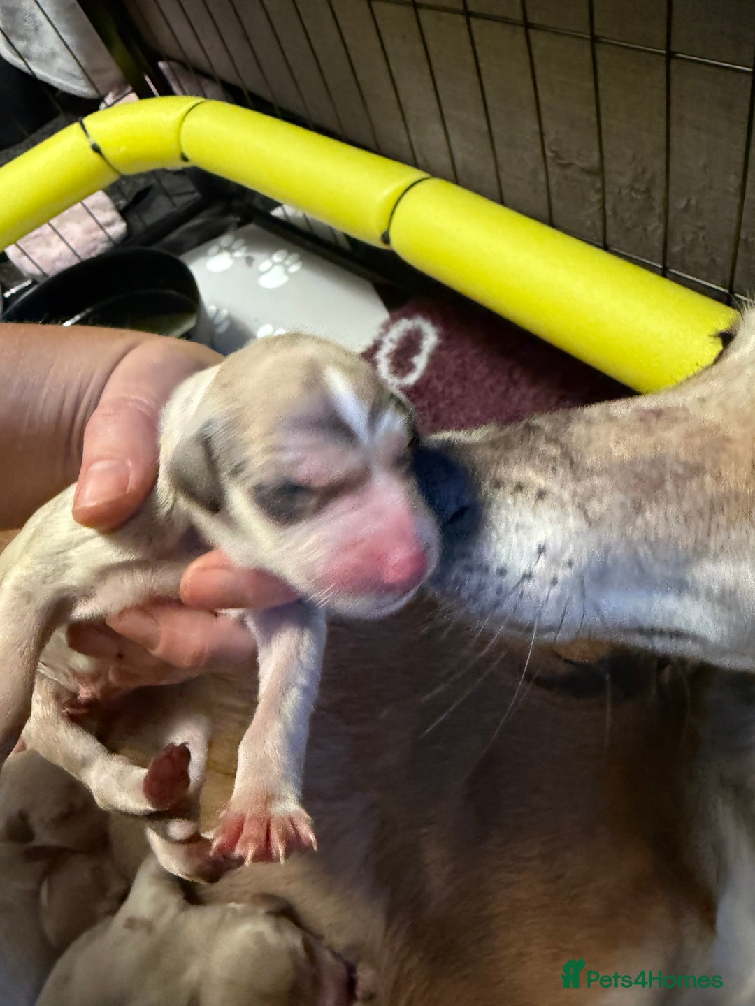 Saluki dogs for sale: Beautiful Saluki  - Image 7