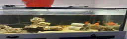 Cichlids fish for sale: Fish for sale in Milton Keynes - Advert 6