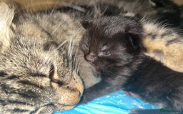 Norwegian Forest Cat cats for sale: Norwegian forest x kittens - Image 1