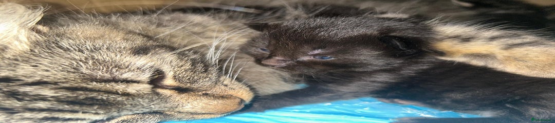 Norwegian Forest Cat Kitten 4