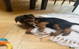 Norfolk Terrier dogs for sale: Norfolk Terrier Puppies  - Image 13