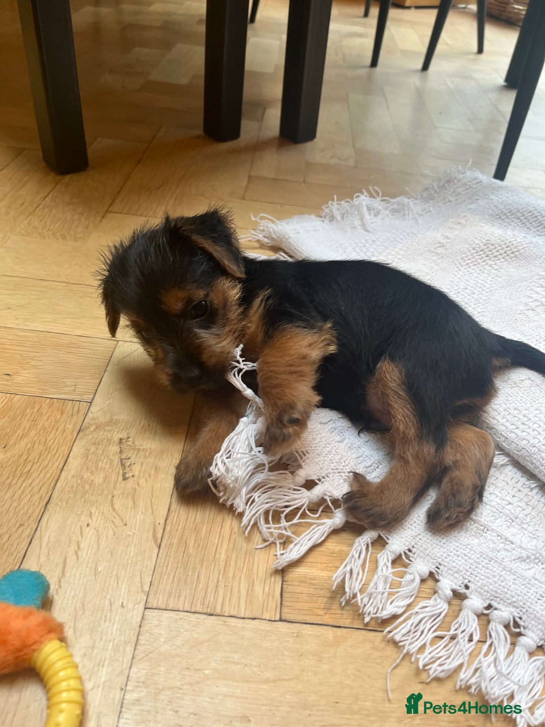 Norfolk Terrier dogs for sale: Norfolk Terrier Puppies  - Image 13