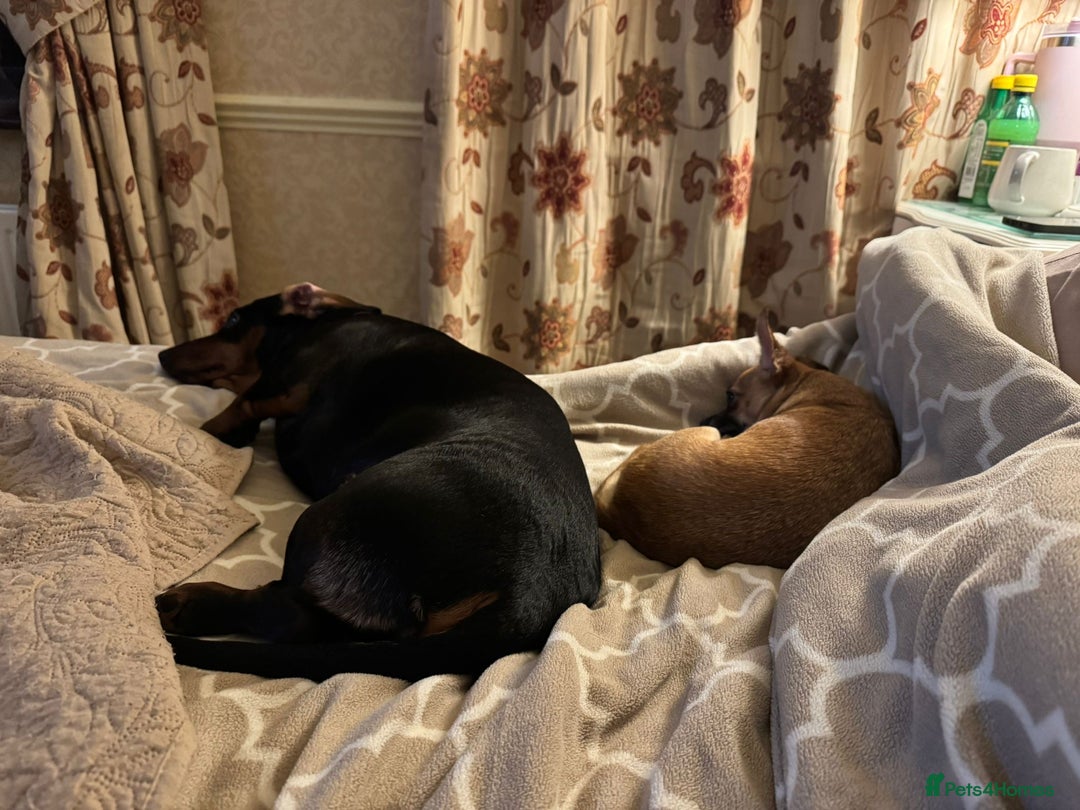 Chihuahua dogs for sale: Bagel is looking for her forever home ❤️ in Leicester - Image 7