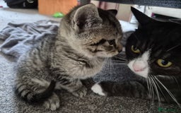 Brazilian Shorthair cats for sale: Kittens  - Image 2