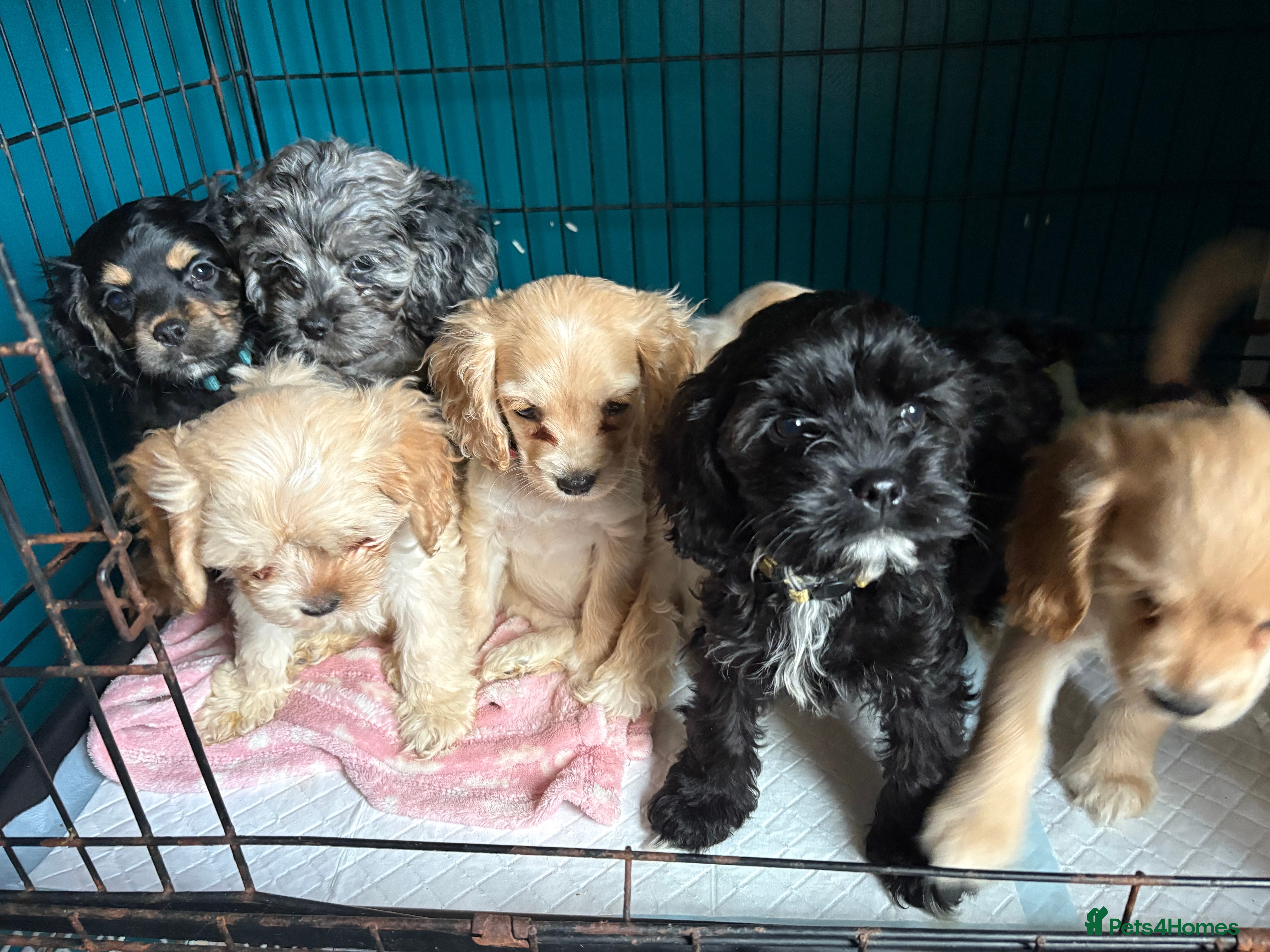 Cockapoo dogs American cockapoos READY NOW!!!!!!!! - Advert 3