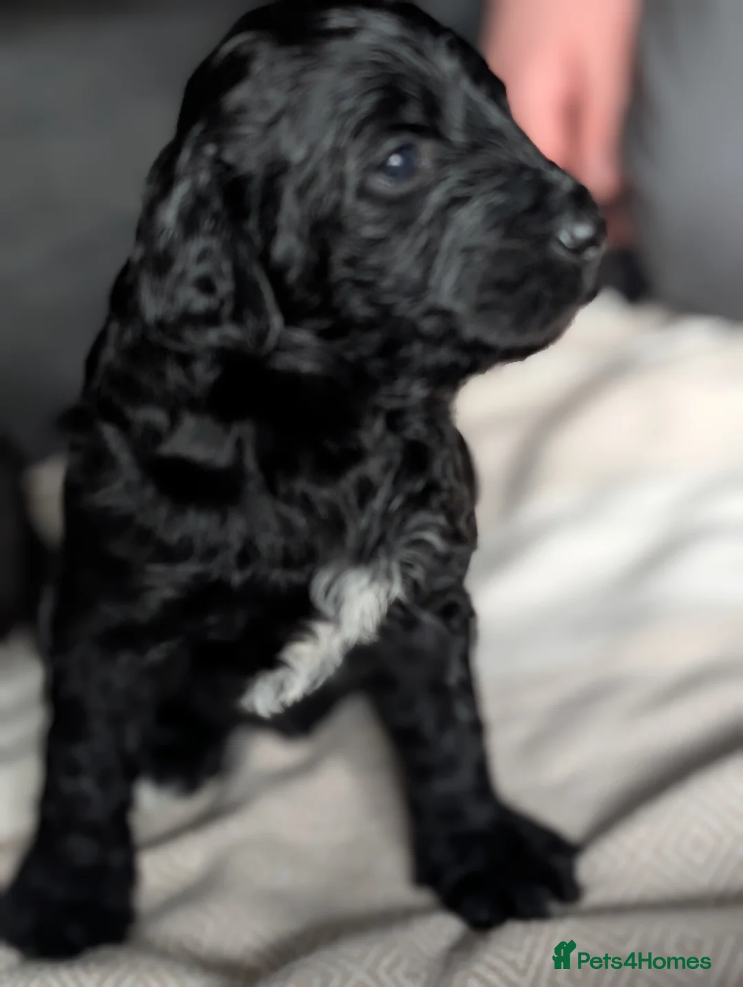 Labradoodle dogs for sale: 🐾 Labradoodle Puppies 🐾 - Advert 35