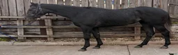 English Thoroughbred horses for sale: Two 3yr old Thoroughbred Geldings - Advert 2