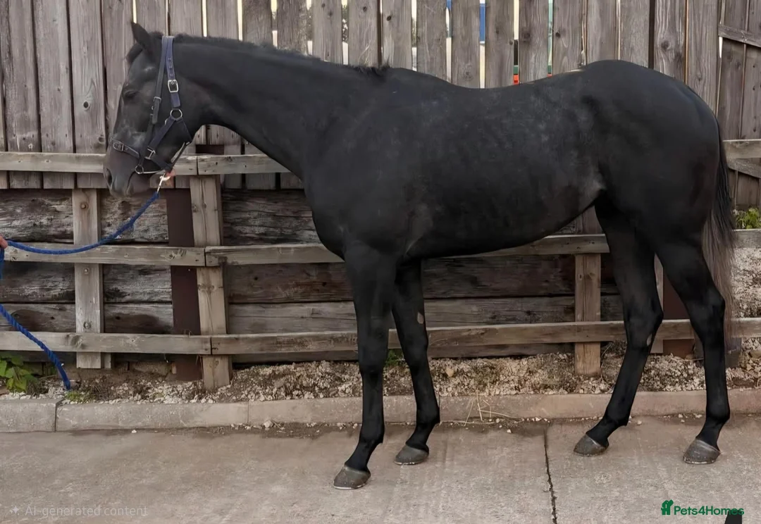 English Thoroughbred horses for sale: Two 3yr old Thoroughbred Geldings - Advert 2