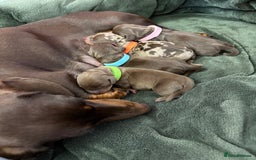 Miniature Dachshund dogs for sale: Miniature dachshund pups for sale 2 boys 1 girl  - Image 32