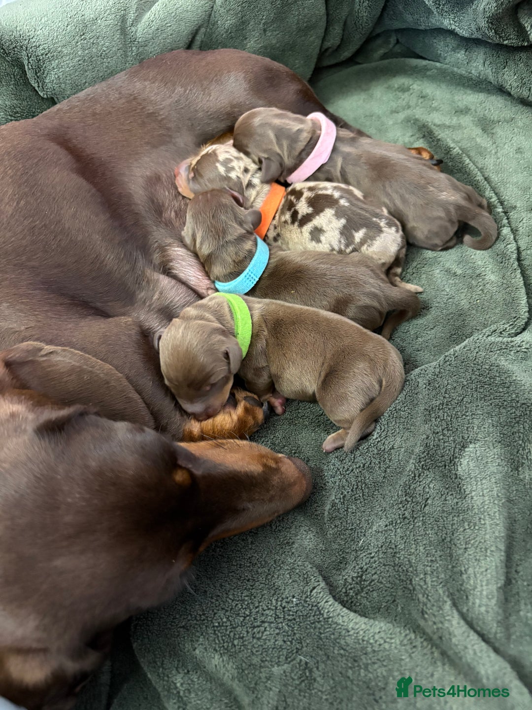 Miniature Dachshund dogs for sale: Miniature dachshund pups for sale 2 boys 1 girl  - Image 32
