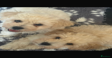 Poochon dogs - Advert 6