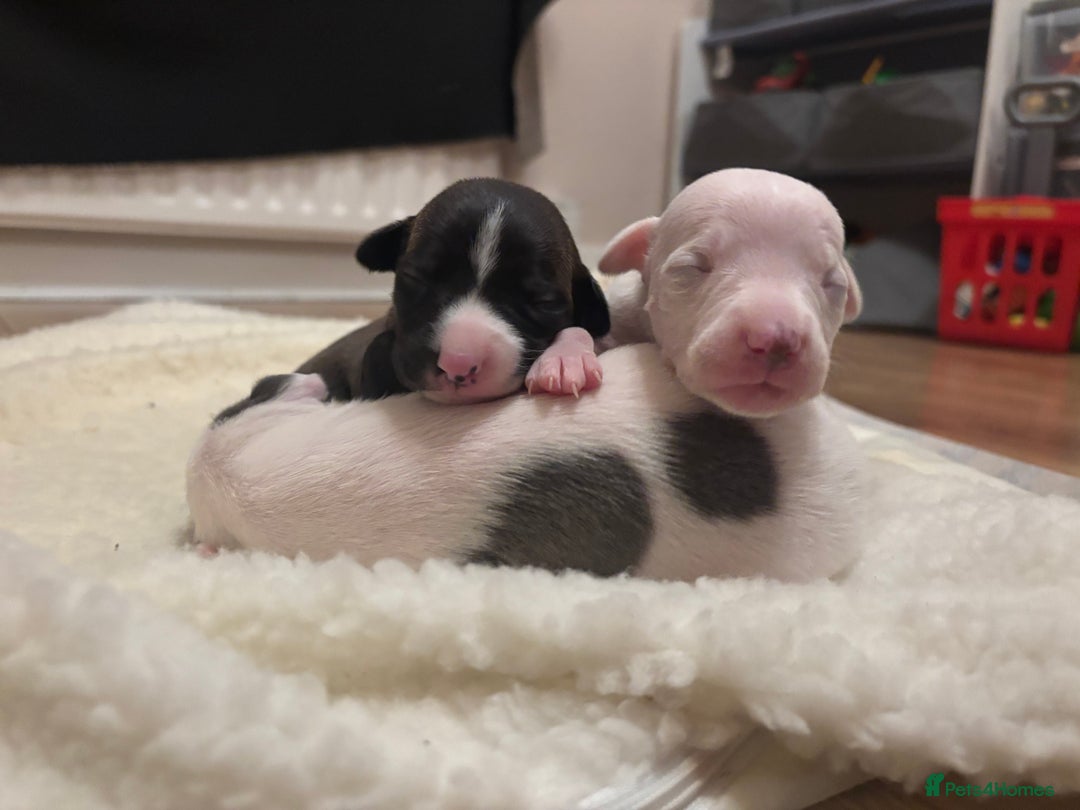 Whippet dogs for sale: KC Whippet Pups for sale  - Advert 12