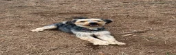 Mixed Breed dogs for sale: Banjo in Goole - Advert 2