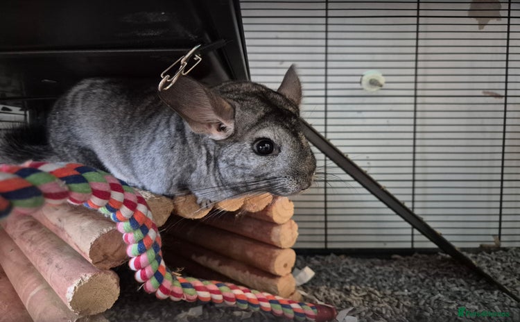 Chinchilla rodents - Advert 1