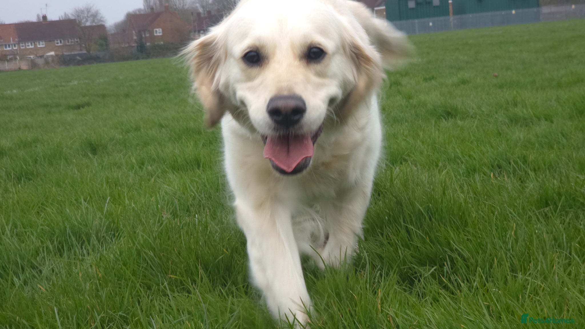 Golden Retriever dogs Golden Retriever Puppies – Reservations Open💚 - Advert 2