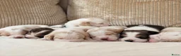 Beagle dogs for sale: STUNNING KC 5 GEN TRI COLOUR/TAN+WHITE BEAGLE PUPS - Advert 1