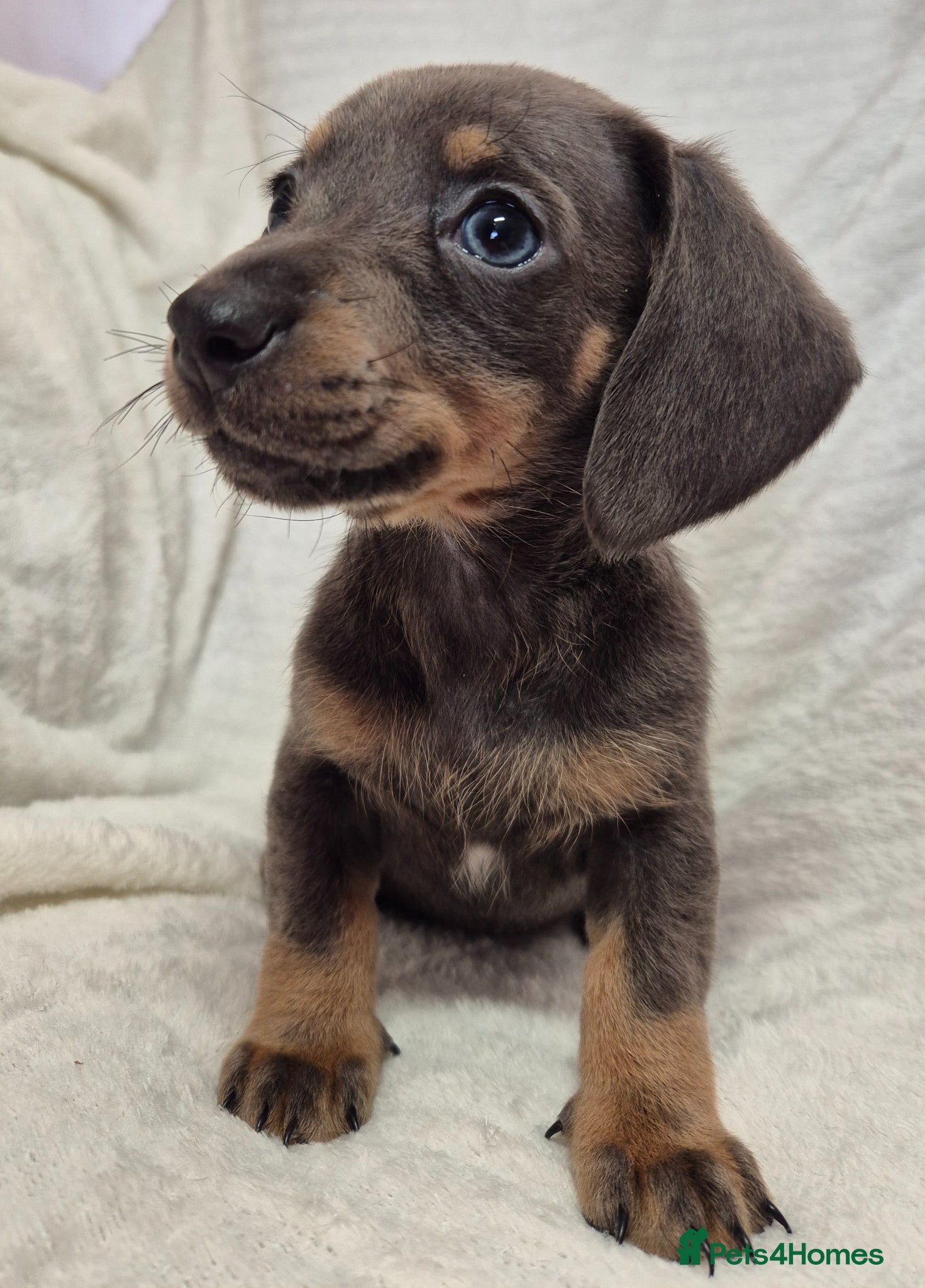 Miniature Dachshund dogs Miniature dachshund puppies. - Advert 1