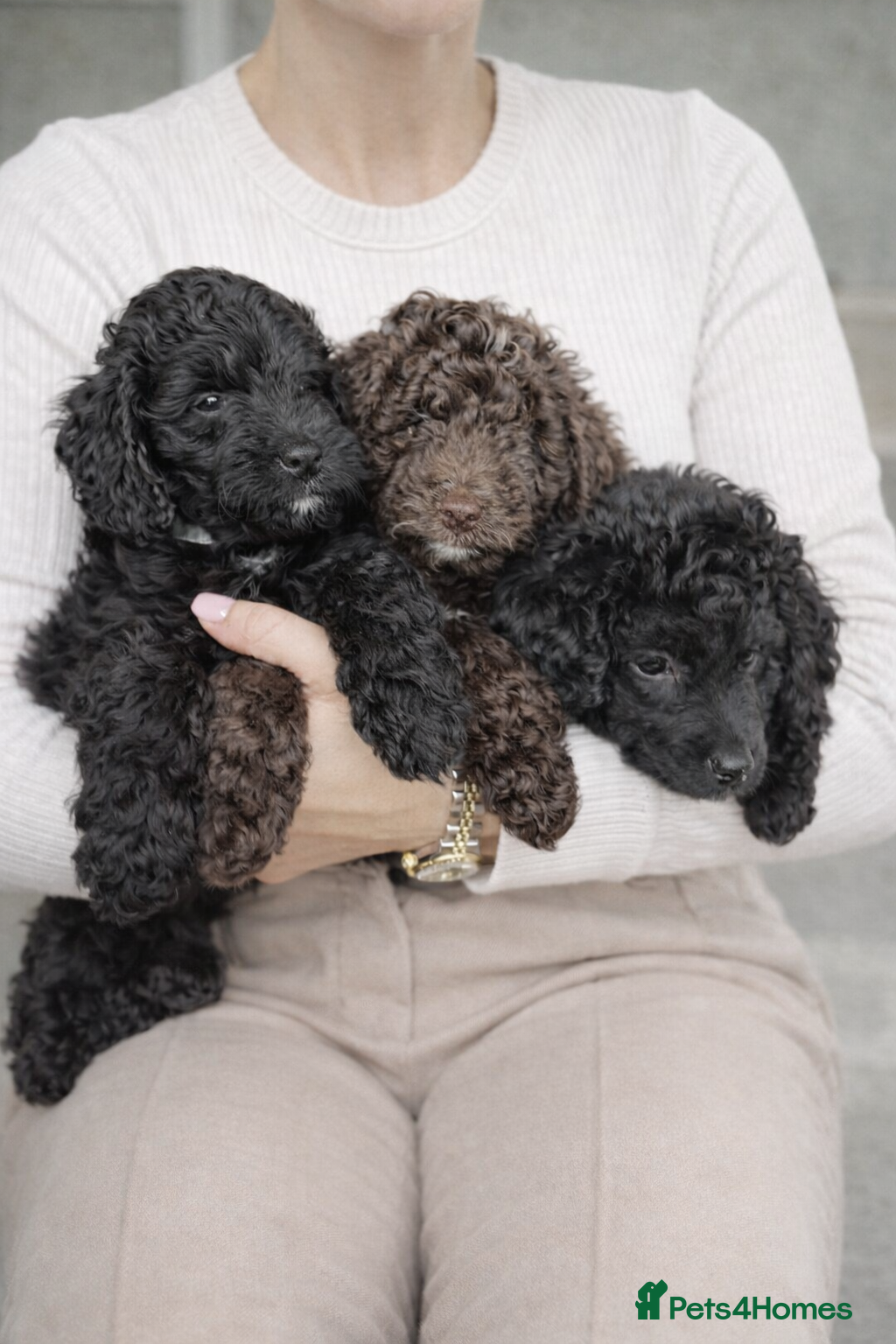 Aussiedoodle dogs READY NOW! Miniature Aussiedoodle Pups 🩷 - Advert 5