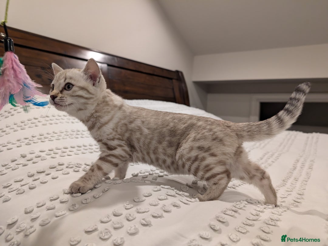 Bengal cats for sale: 🤍🩶 Stunning Snow Bengal Kittens 🩶🤍 - Advert 25