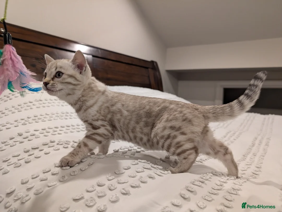Bengal cats for sale: 🤍🩶 Stunning Snow Bengal Kittens 🩶🤍 - Advert 25