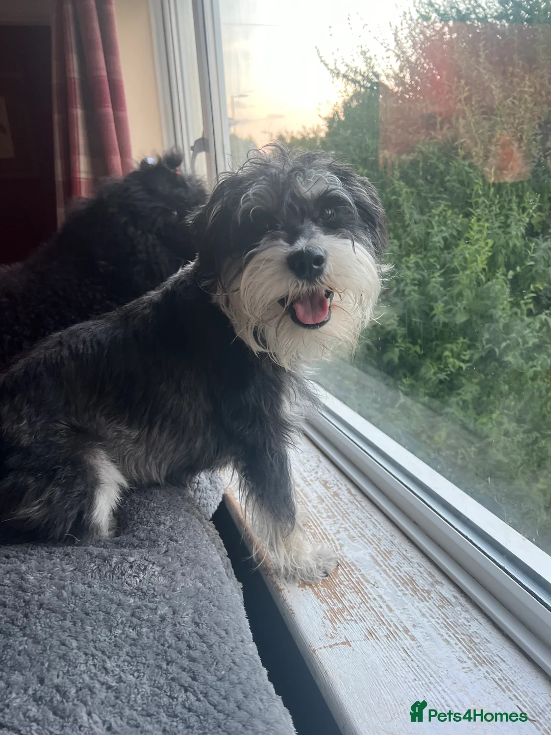 Miniature Schnauzer dogs for stud: Miniature Schnauzer stud - Advert 10