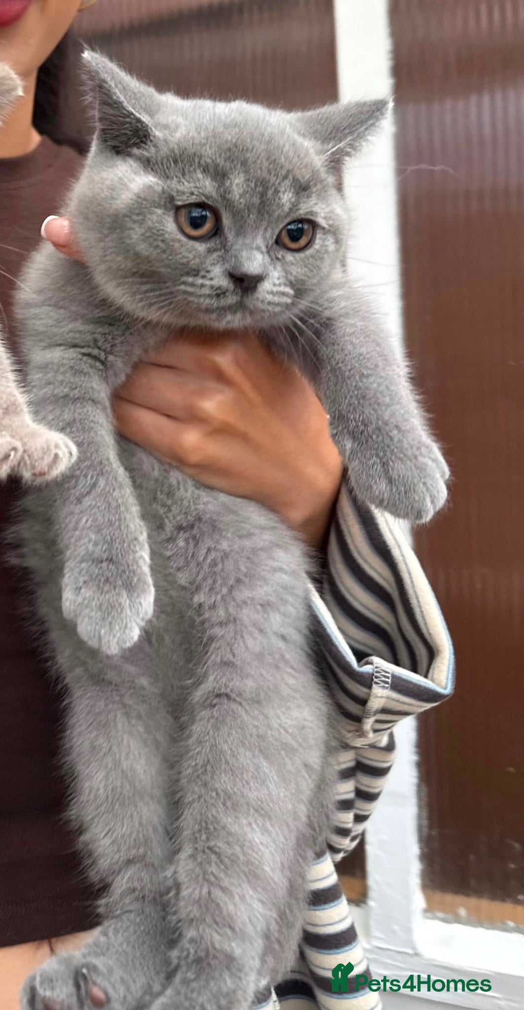 British Shorthair cats 1 BSH kitten left  - Advert 17
