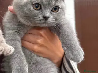 British Shorthair cats 1 BSH kitten left - Advert 2